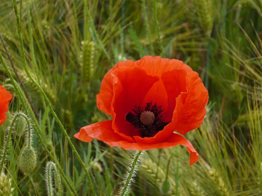 15 про мака. Кукурузный Мак. Klatschmohn.