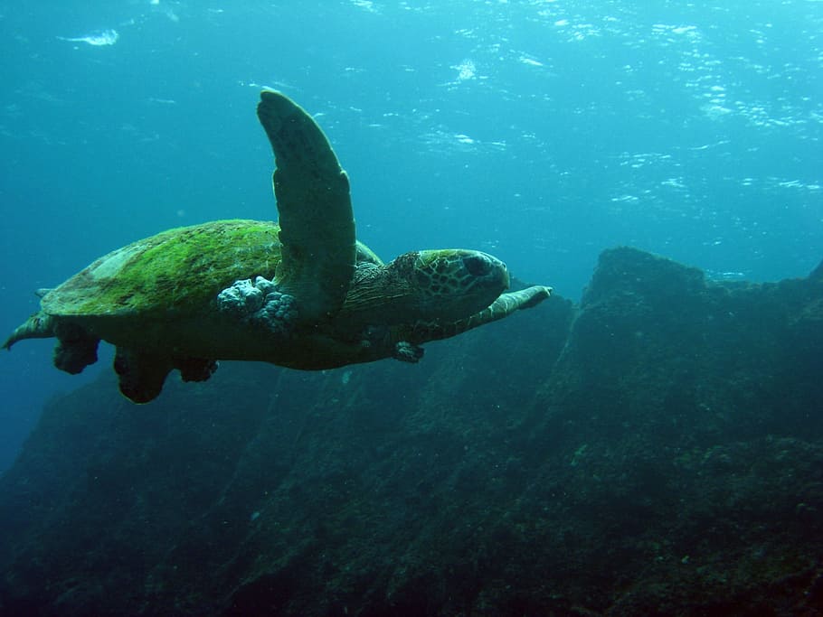 green, turtle, swimming, body, water, body of water, sea, reptile, nature, wildlife