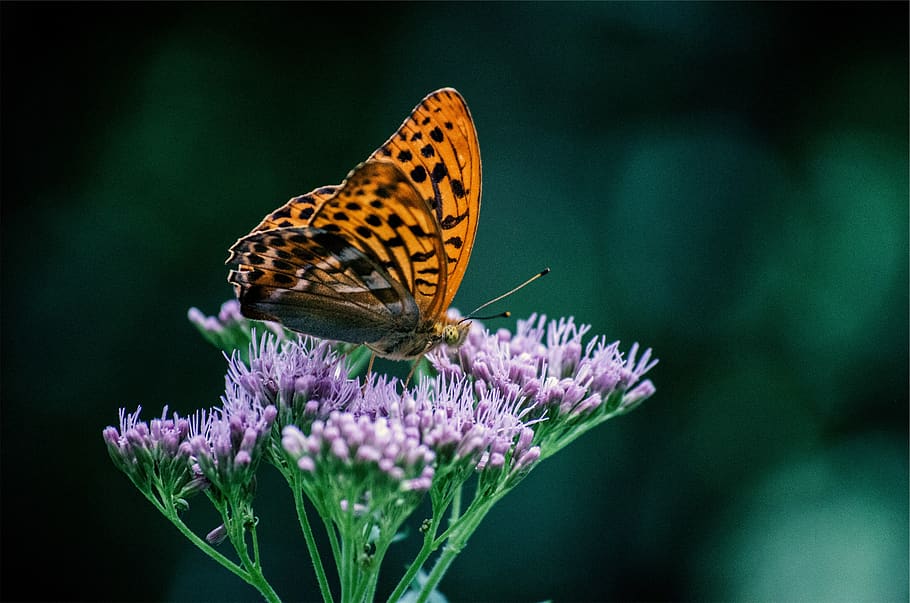 butterfly, insect, flower, flowering plant, beauty in nature, plant, butterfly - insect, animal, fragility, vulnerability