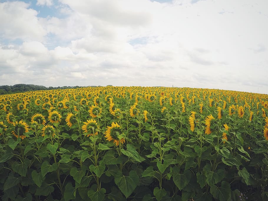 sunflowers, field, green, yellow, nature, outdoors, sky, clouds, garden, growth