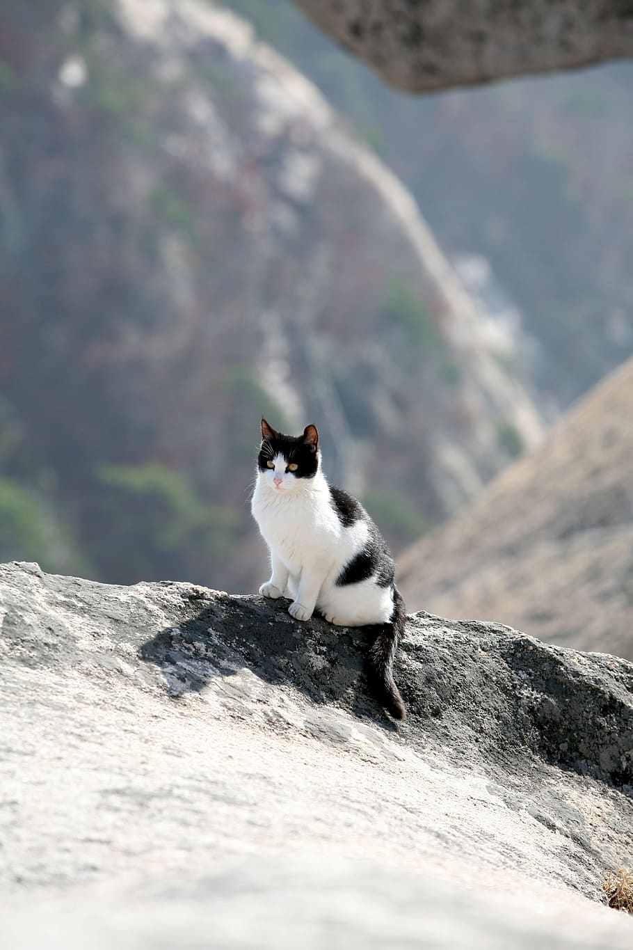 gato esmoquin, sentado, acantilado, Bukhansan, Montaña, Blanco, Seúl, montaña bukhansan, blanco nuevo, escalada