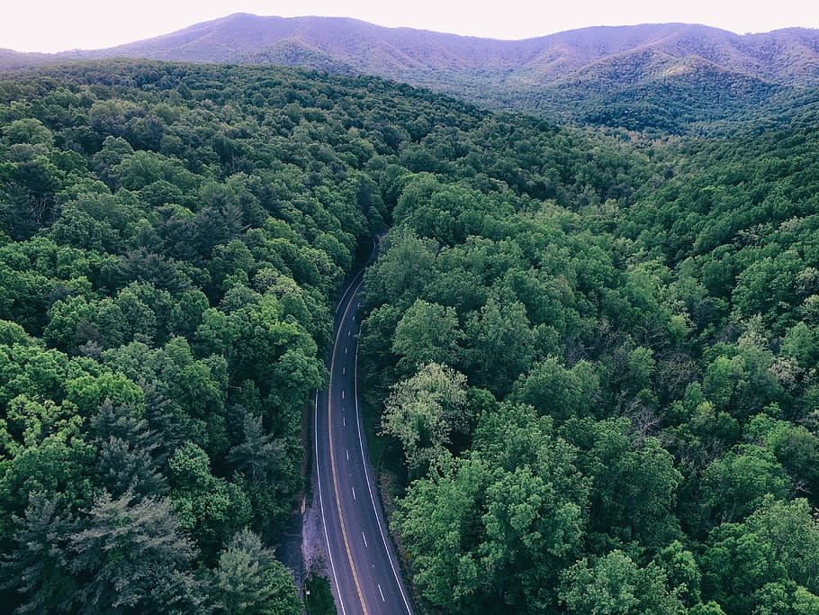green, trees, plant, nature, forest, road, travel, aerial, view, mountain