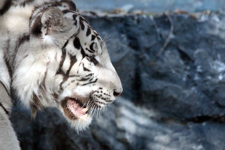 white, black, tiger, Bengal Tiger, White Tiger, Indian Tiger, panthera tigris bengalensis, wild cat, animal, closeup