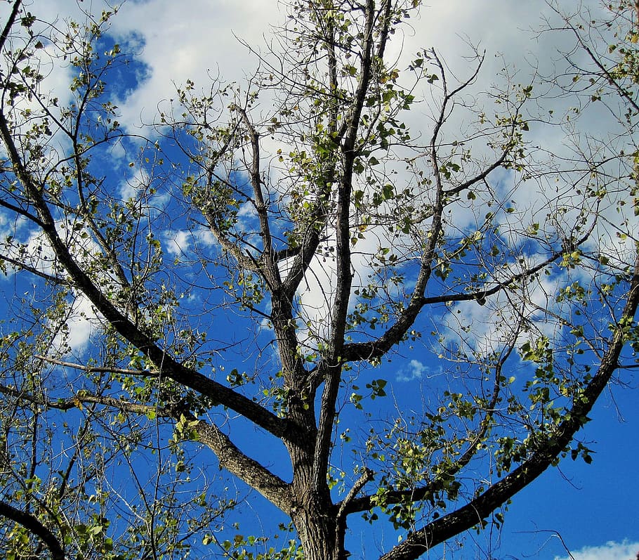tree, branches, bare tree, leaves, sparse, green, sky, clouds, plant, low angle view