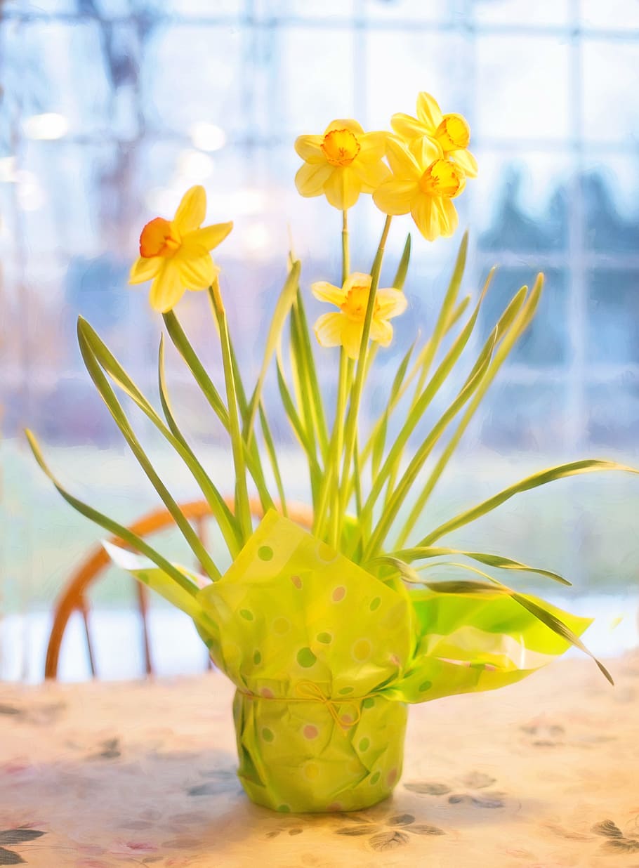 yellow, daffodil flower arrangement, green, wrapper, daffodils, spring, easter, flower, springtime, bloom
