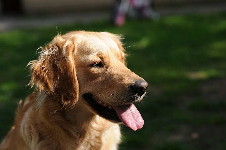 selectivo, foto de enfoque, dorado, retriever, corto, recubierto, marrón, perro, golden retriever, mascota