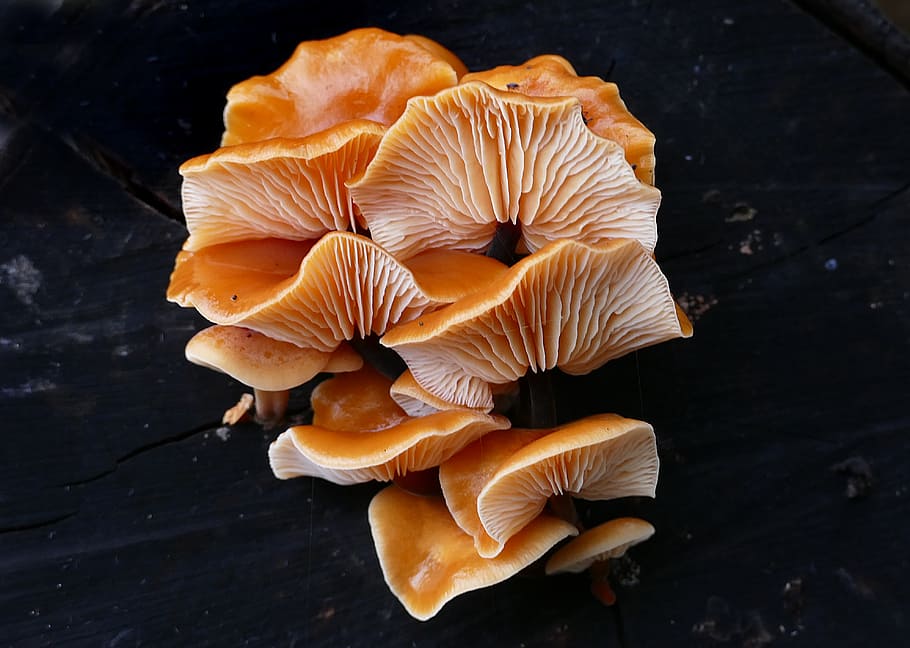 Flammulina velutipes, mushrooms, surface, food, mushroom, fungus, close-up, high angle view, freshness, food and drink