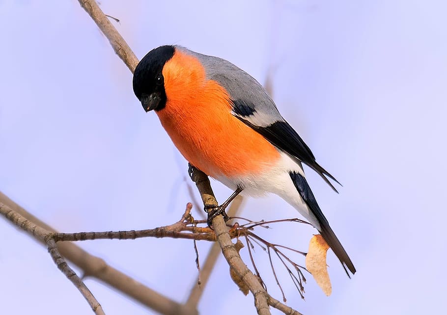 grey, black, orange, bird perching, branch, bullfinch, bird, bird watching, nature, animal