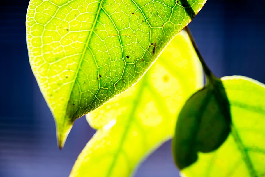 nature, sun, leaf, leaves, green, macro, close-up, sunlit, green color, plant