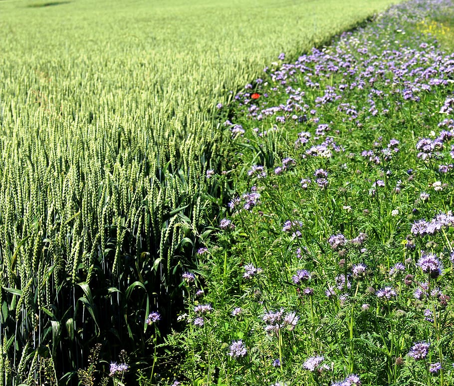 paisaje, campo de trigo, cereales, campo de flores, frontera, crecimiento, planta, campo, tierra, belleza en la naturaleza