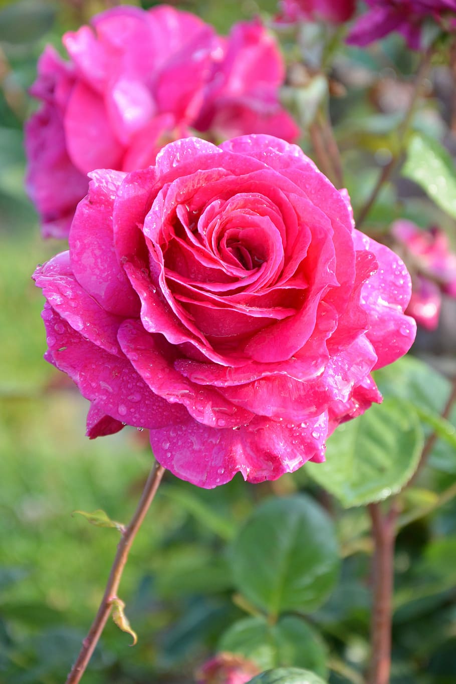 closeup, pink, petaled flower, flower, plant, rose, nature, garden, red, macro