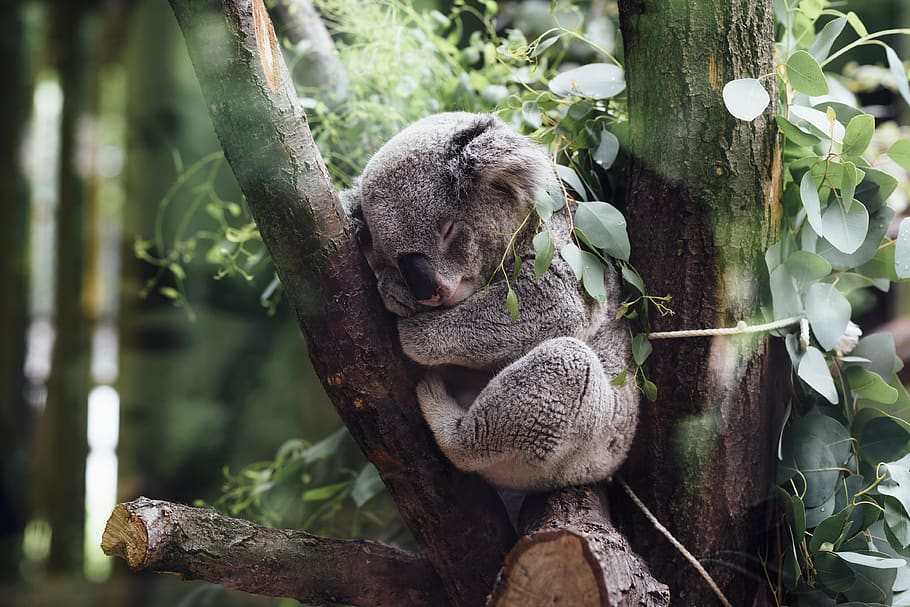 animais, mamíferos, coala, peludo, fofo, adorável, dormindo, espremer, árvore, galhos