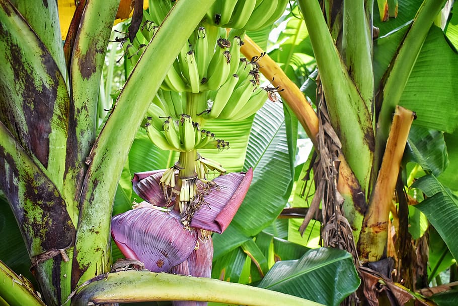 plátano, fondo, crecimiento, planta, árbol de plátano, hoja, parte de la planta, color verde, belleza en la naturaleza, ninguna persona