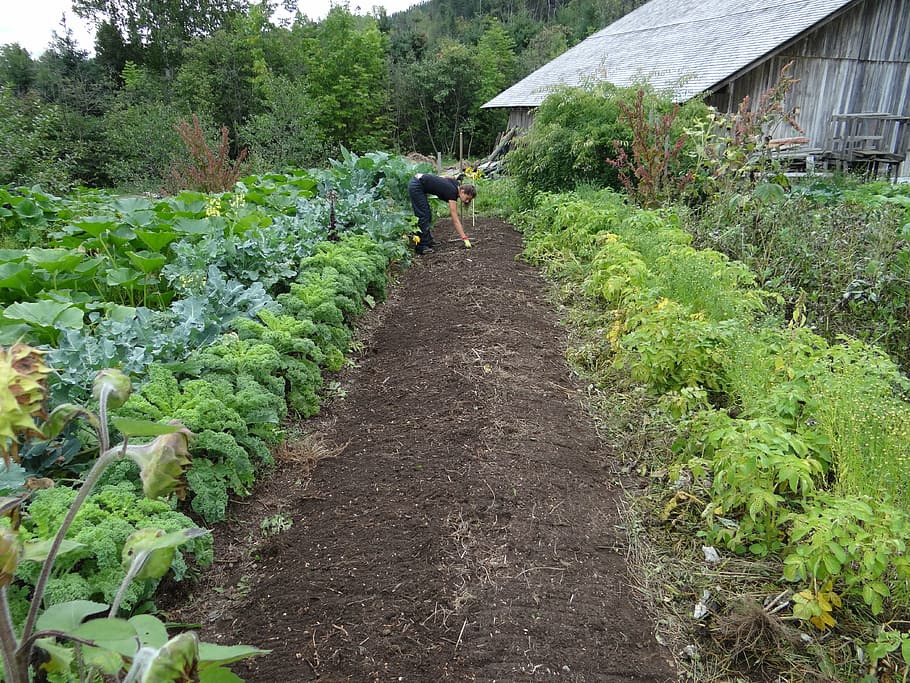 person, digging, soil, potted, vegetable, daytime, food, garden, power, vegetable garden