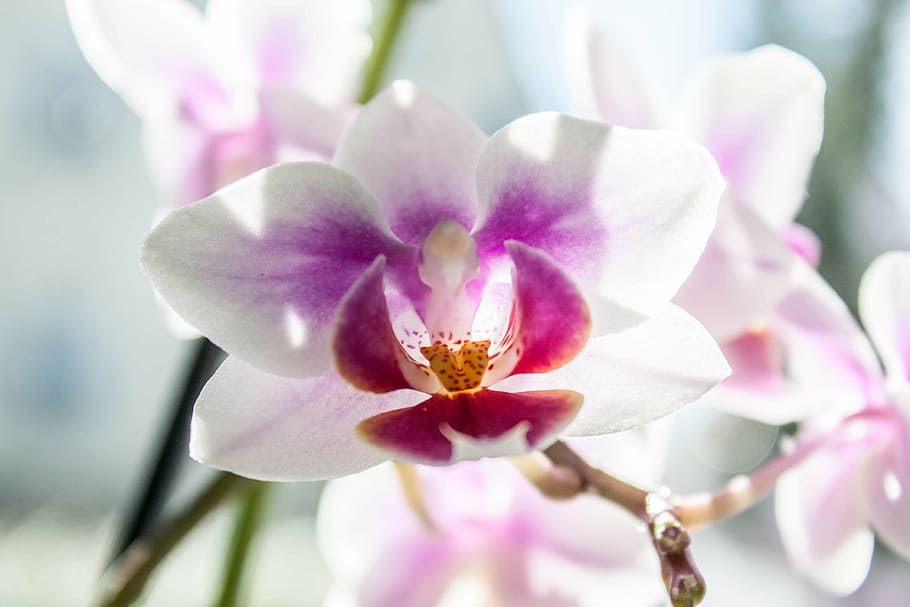 orquídea, phalaenopsis, rosa, planta, decoración, romance, tropical, relajación, naturaleza, color rosa