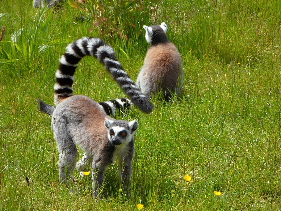 ring tailed lemur, prosimians, lemurs, striped, lemur, lemur catta, animal, grass, group of animals, animal themes