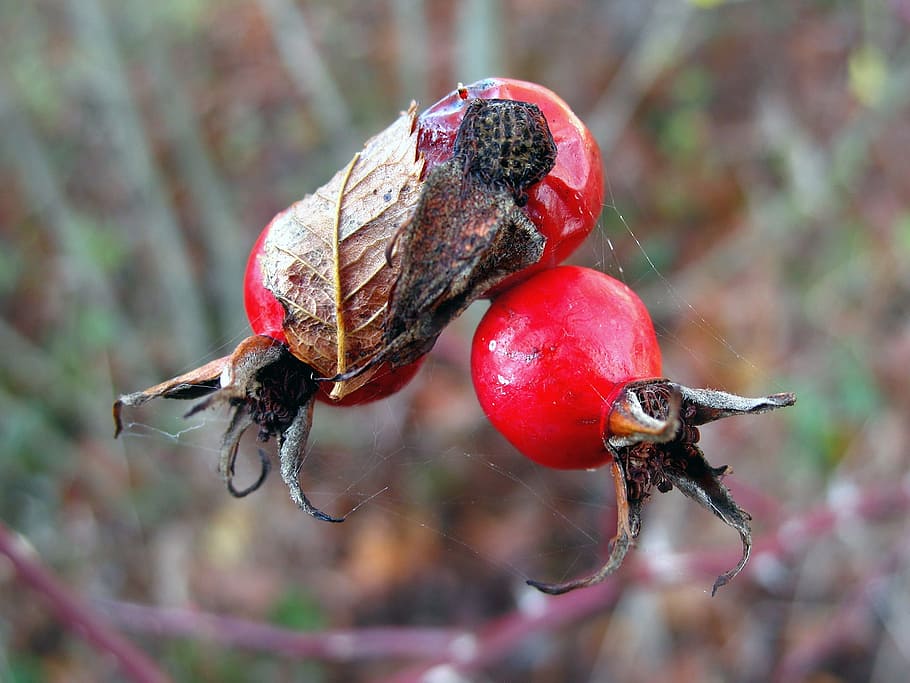 rose hips, red, berry, autumn, garden, bush, spider web, food, food and drink, fruit