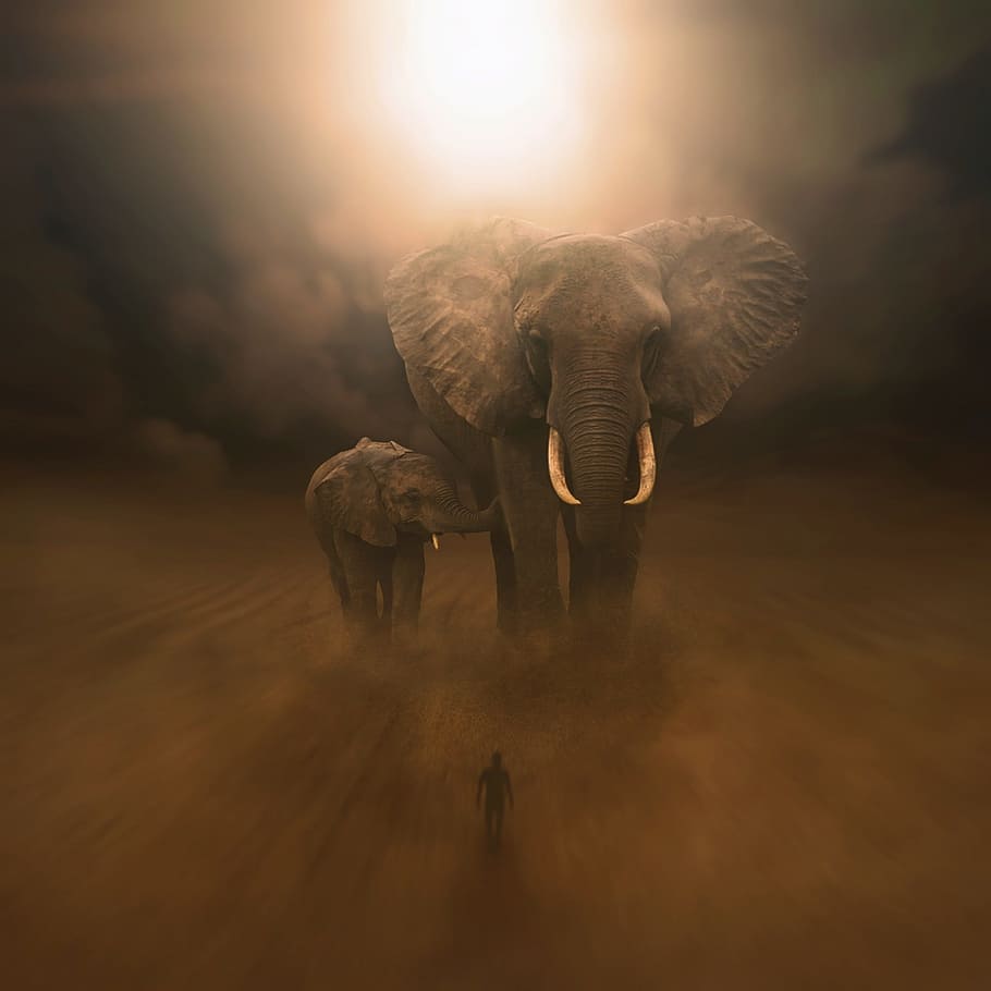 dua gajah abu-abu, gajah, gurun, langit, fokus, mimpi, oniric, hewan, tema hewan, mamalia