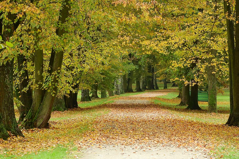camino en el parque, hojas caídas, parque, otoño, parque de otoño, romántico, stromovka, checo budejovice, árboles, hoja