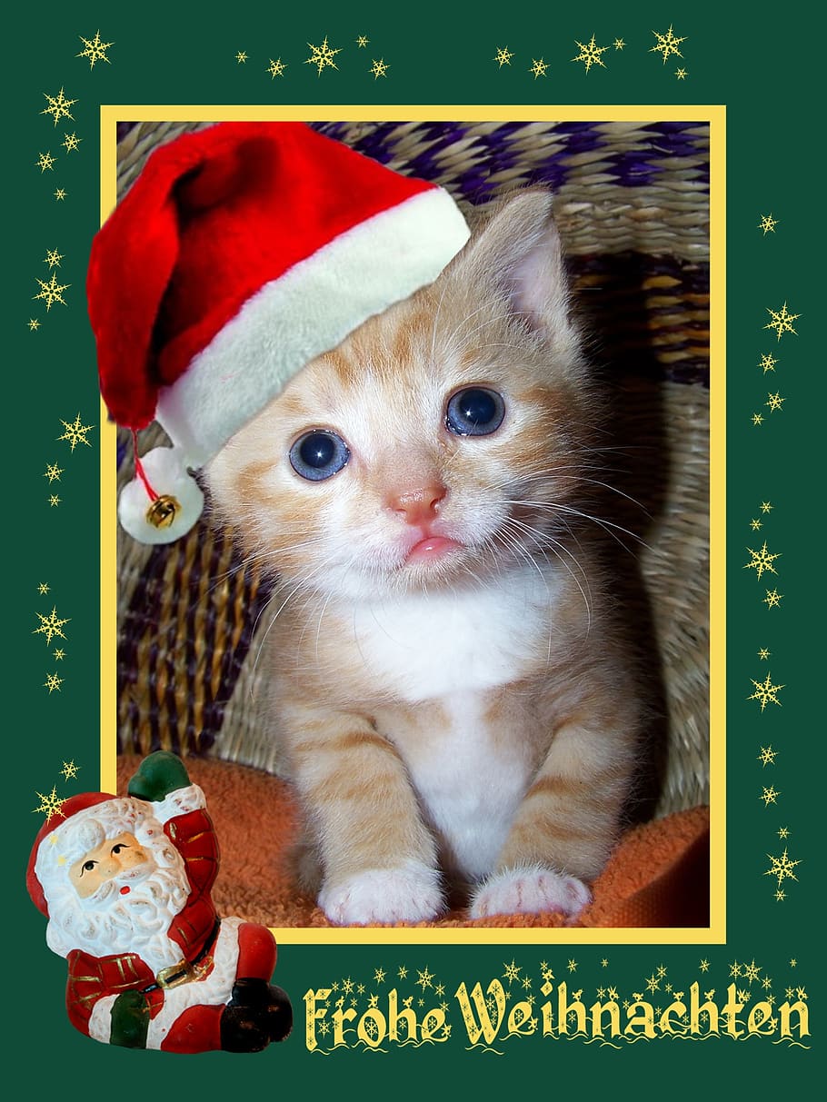 navidad, tarjeta de navidad, saludo de navidad, estrella, tarjeta de felicitación, contemplativa, lazo, gatito, nicholas, mamífero