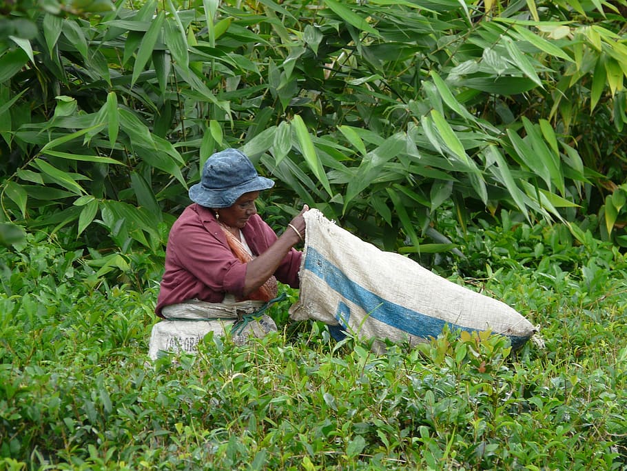 wanita, memegang, karung, dikelilingi, hijau, berdaun, tanaman, koleksi, daun teh, mauritius