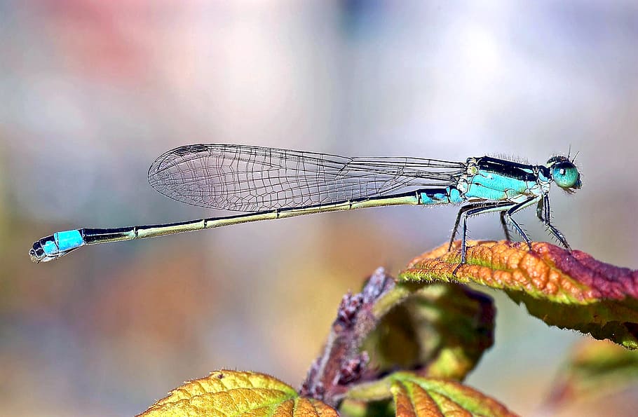 Damselfly, blue and yellow dragonfly, animal themes, animal wildlife, animal, insect, invertebrate, animals in the wild, animal wing, close-up