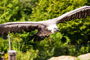 bird-vulture-gaia-zoo-gaia-park-flying-f