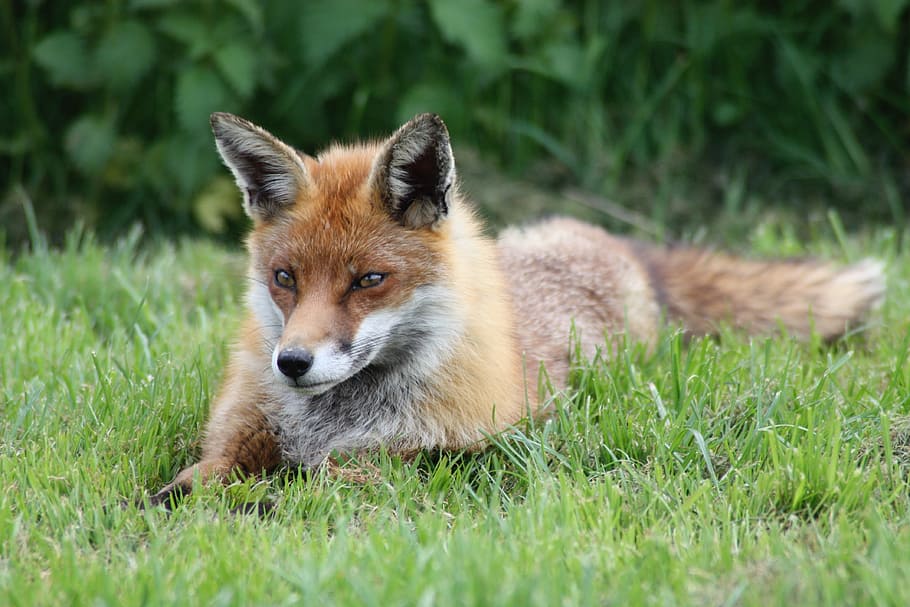 closeup, fox, laying, green, grass, field, cunning, animal, wild, nature