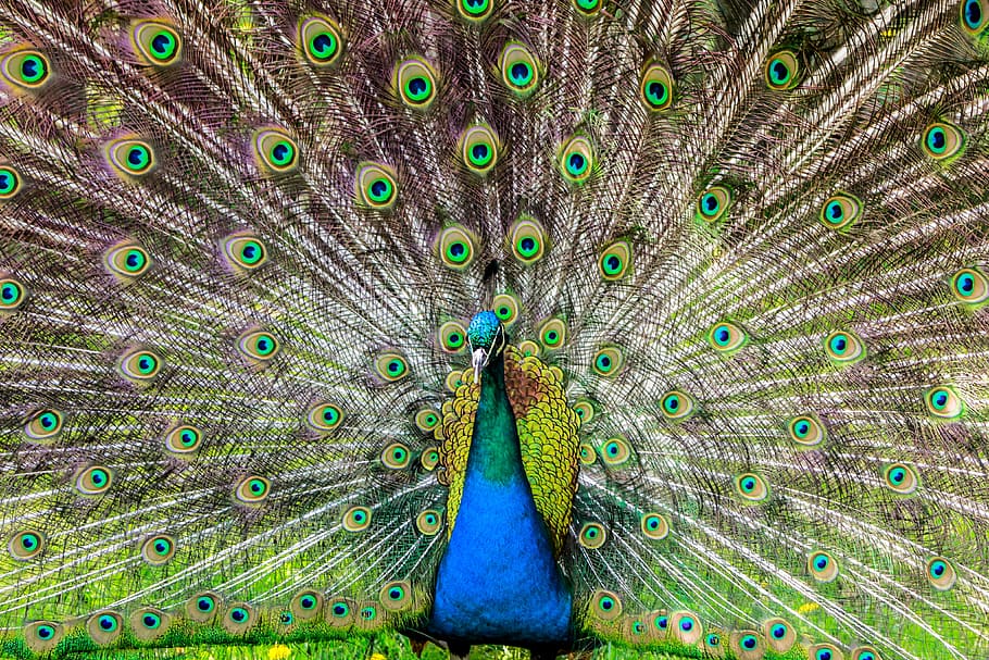 peacock wallpaper, peacock, pen, alluring yet, lure, tom, bird, animal themes, animal, peacock feather