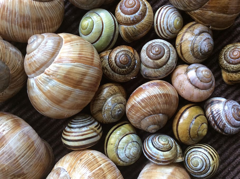 snail, shell, nature, snail shells, spiral, animal wildlife, large group of objects, animal, animal shell, close-up