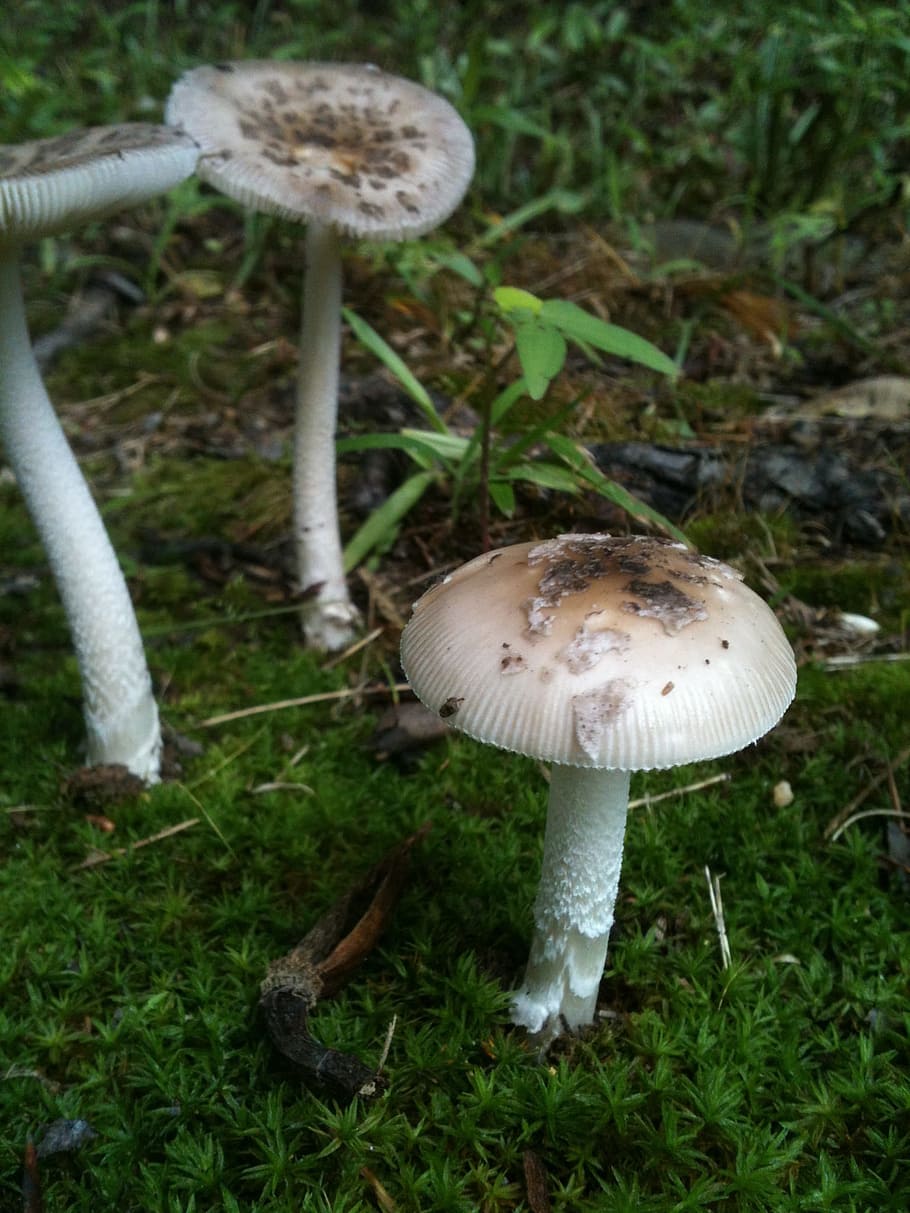 Mushroom, Nature, Natural, Forest, natural, forest, fungus, wild, autumn, close-up, toxic Substance
