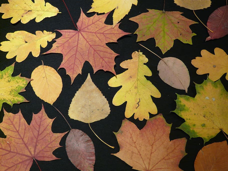 Otoño, hojas, prensado, chapucero, hojas de otoño, hojas de prensa, roble, haya, arce, álamo