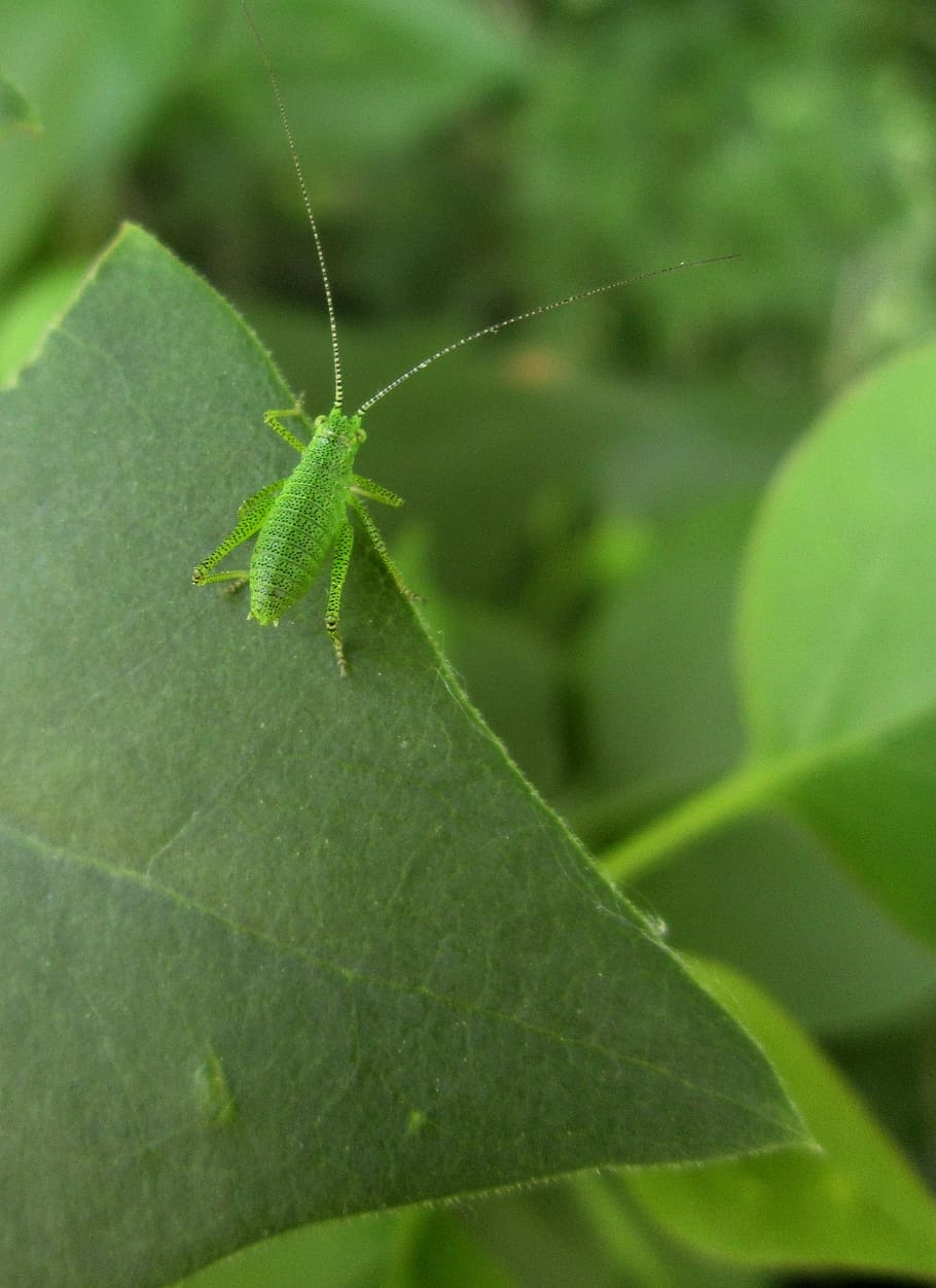 grasshopper, leafhopper, insect, bug, green, nymph, leaves, the bodice, nature, plant