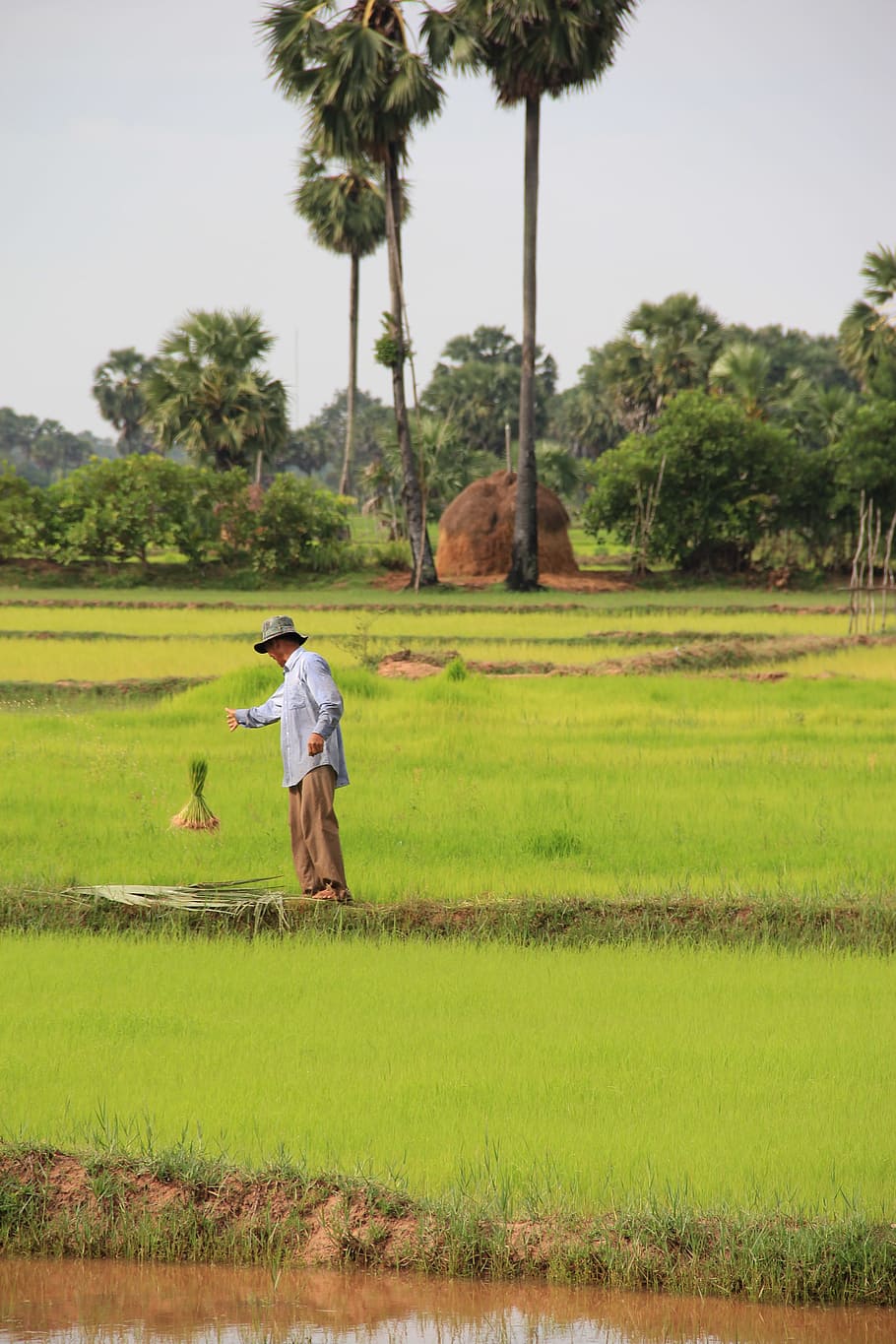 cambodia, siem reap, rice, agriculture, local, asia, plant, tree, real people, field