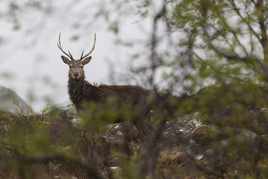 red deer, scotland, highlands, wildlife, deer, buck, antlers, deer hunting, animal themes, animal