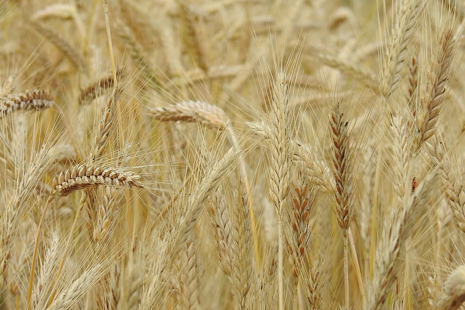 close-up photo, wheat, corn, rye, field, agriculture, grains, summer, cereals, harvest