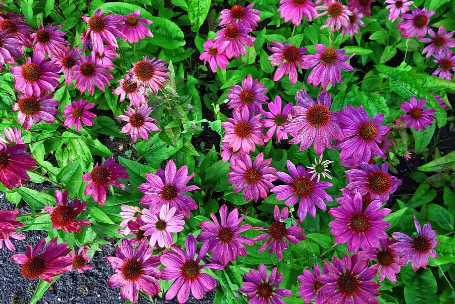 cone flower, purple cone flower, echinacea, plant, flower bed, purple cone bed, medicinal, herbal, health, flowering plant
