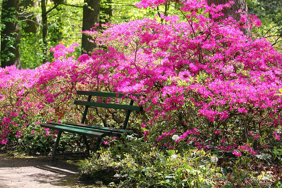 azaleas, arboretum, park, spring, forest, park bench, nature, green, idyllic, hiking