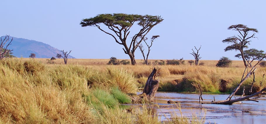 brown, grass field, daytime, tanzania, africa, serengeti, safari, landscape, wilderness, scenery