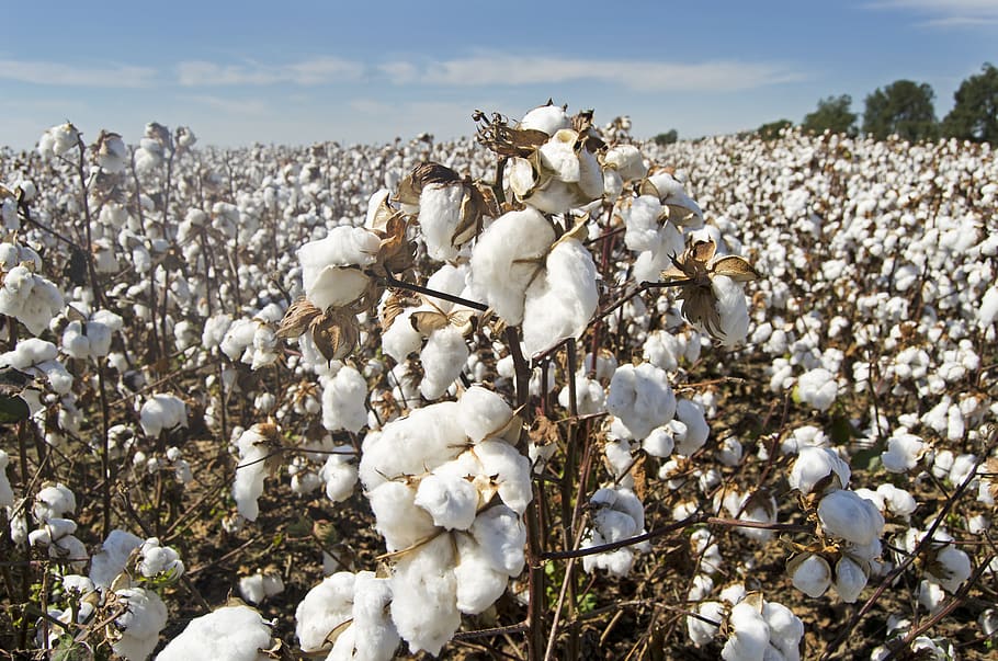 cotton, cotton field, white, farming, agriculture, crop, harvest, farmland, rural, fluffy