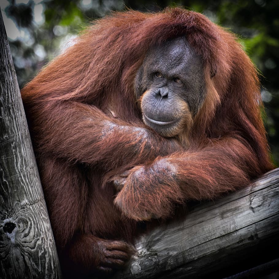 orangutan, brown, tree, orang utan, monkey, ape, red, cute, hair, lazy