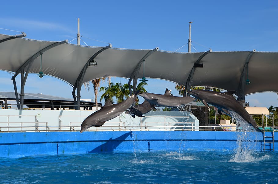 miami, seaquarium, entertainment, dolphins, show, animal, water, swimming pool, nature, day