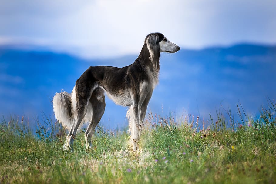 saluki, berdiri, lapangan rumput, siang hari, anjing, hewan peliharaan, berbulu, alam, anjing greyhound, anjing greyhound persia