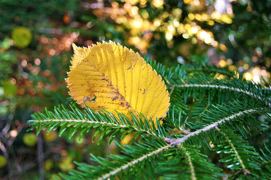 otoño, amarillo, follaje de otoño, hoja, correa, espaciador, rama, clima de otoño, naturaleza, abeto