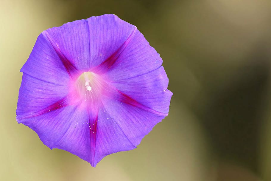 purple flower, superb thread, winds, blossom, bloom, purple, climber, wind greenhouse, flower, fragility