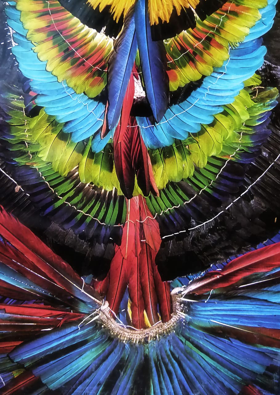 peacock feather wallpaper, colorful, feathered headdress, amazon, native, brazil, jungle, tradition, feather, nature
