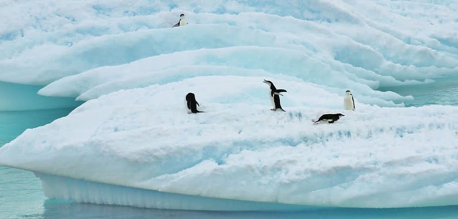 lumba-lumba, cuaca salju, antarctica, penguin gila, laut, samudra, air, musim dingin, salju, es