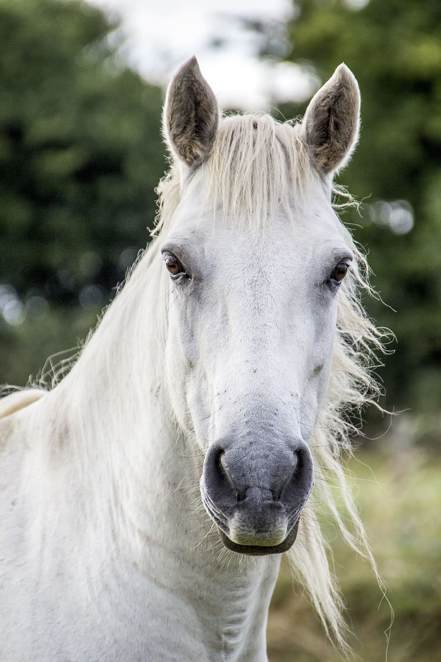 white, horse, standing, trees, white horse, irish horse, mammal, animal, stallion, equine