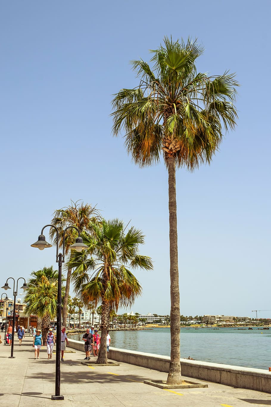promenade, harbor, palm trees, tourism, paphos, cyprus, palm tree, tropical climate, sky, water