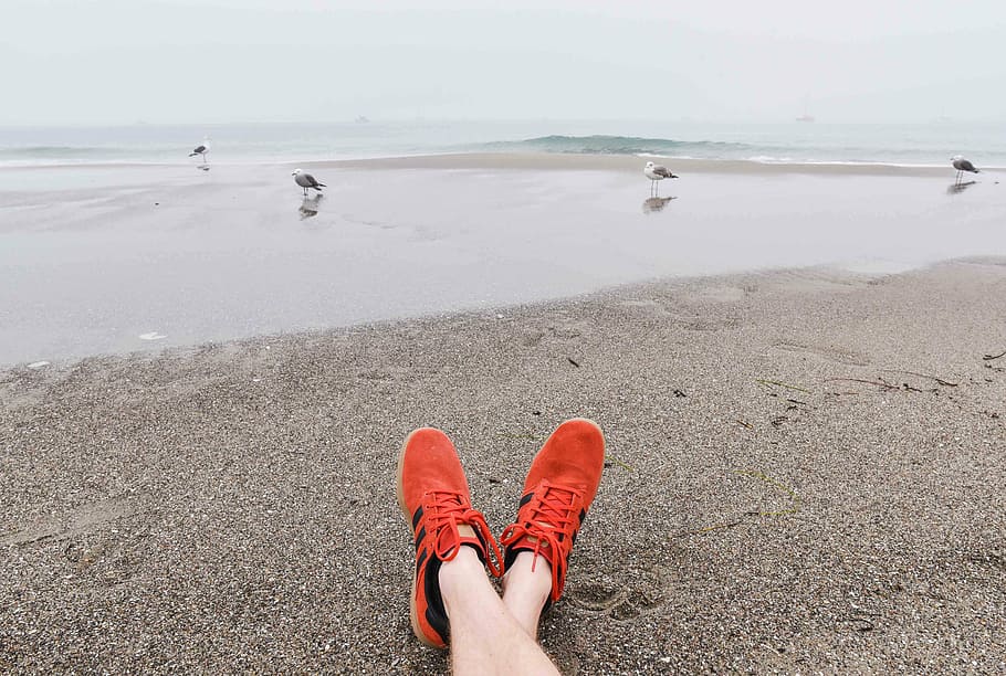 pessoa, vestindo, tênis vermelho e preto da adidas, praia, dia, laranja, preto, tênis, procurando, gaivotas